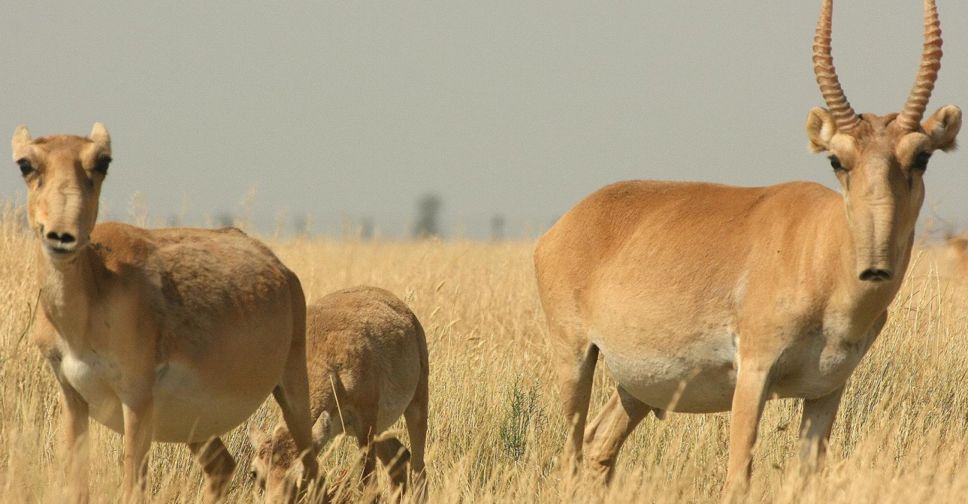 Sharga-Mankhan natural reserve