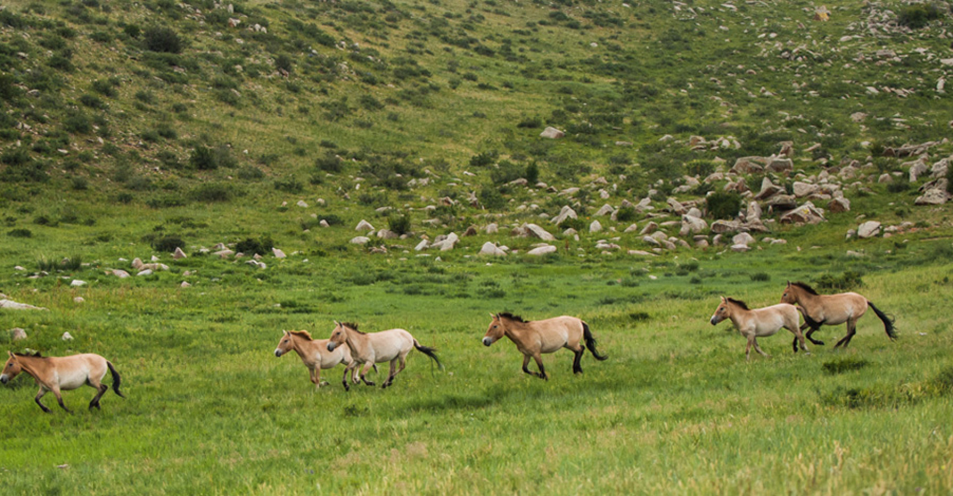 Khustai National Park 